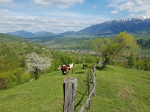 Valea Craiului - cazare Rucar - Bran, Moeciu (14)