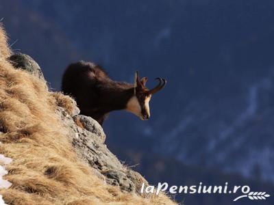 Vila Rocky - alloggio in  Tara Hategului, Transalpina (Attivit&agrave; e i dintorni)