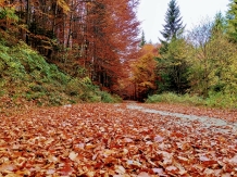 Conacul Boieresc - cazare Rucar - Bran, Moeciu, Bran (43)