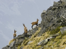 Pensiunea Alexia - cazare Tara Hategului, Transalpina (08)