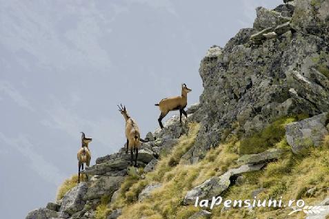 Pensiunea Alexia - alloggio in  Tara Hategului, Transalpina (Attivit&agrave; e i dintorni)