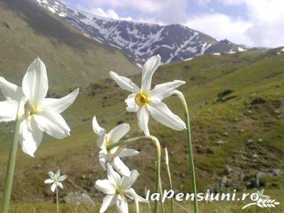 Casa de vacanta Maer - accommodation in  Hateg Country (Surrounding)