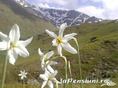 Vila Sucu - accommodation in Hateg Country (Surrounding) Vila Sucu - accommodation in Hateg Country (Surrounding)