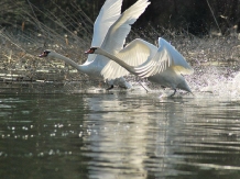 Pensiunea Andrea - accommodation in  Danube Delta (06)