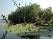 Pensiunea Pike Inn - alloggio in  Delta del Danubio (05)