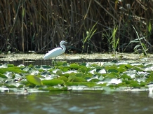 Pensiunea Pike Inn - accommodation in  Danube Delta (06)