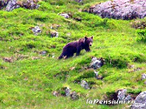 Pensiunea Izvorul Caprioarei - cazare Fagaras (Activitati si imprejurimi)