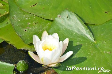 Pensiunea Insula Nada Apelor - alloggio in  Delta del Danubio (Attivit&agrave; e i dintorni)