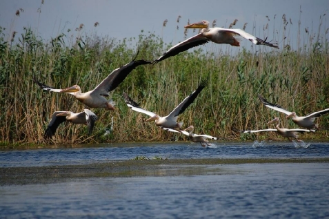 Pensiunea Big Fish - cazare Delta Dunarii (Activitati si imprejurimi)