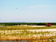 Pensiunea Delta Travel - alloggio in  Delta del Danubio (08)