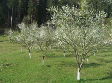 Pensiunea La Sandel - cazare Valea Oltului, Voineasa, Transalpina (12)