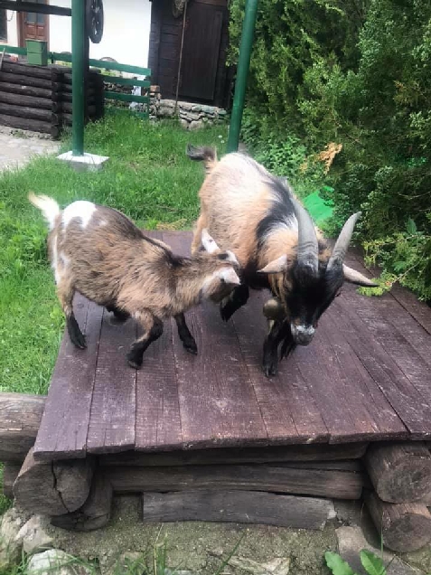 Cabana Casa Vanatorului - alloggio in  Nord Oltenia (Attivit&agrave; e i dintorni)