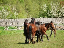 Pensiunea Zetevar - alloggio in  Harghita Covasna, Odorhei (03)