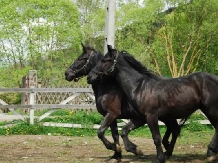 Pensiunea Zetevar - alloggio in  Harghita Covasna, Odorhei (10)