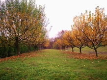 Pensiunea Isuica - accommodation in  Sovata - Praid (07)