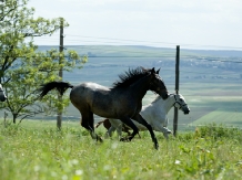 Pensiunea Cai de Vis - alloggio in  Bucovina (11)