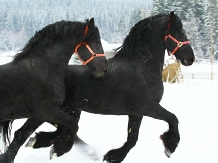 Pensiunea Cai de Vis - alloggio in  Bucovina (12)