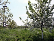Casa Comana - alloggio in  Muntenia (27)