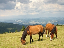 Pensiunea Scarisoara - accommodation in  Apuseni Mountains, Motilor Country, Arieseni (21)