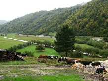 Pensiunea Taverna Pietrei Craiului - alloggio in  Rucar - Bran, Piatra Craiului, Rasnov (07)