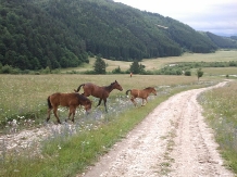 Pensiunea Popasul Craiului - accommodation in  Rucar - Bran, Piatra Craiului, Rasnov (05)