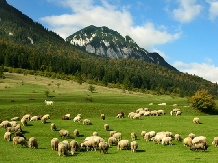 Pensiunea Popasul Craiului - accommodation in  Rucar - Bran, Piatra Craiului, Rasnov (12)