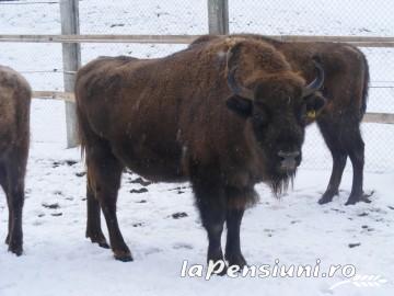 Pensiunea Alina - alloggio in  Vallata di Brasov (Attivit&agrave; e i dintorni)