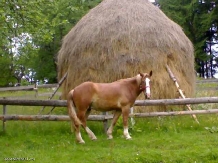 Casa Popescu - alloggio in  Apuseni, Tara Motilor, Arieseni (06)