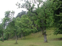 Pensiunea Anidor - alloggio in  Tara Hategului (05)