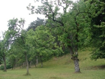 Pensiunea Anidor - accommodation in  Hateg Country (05)