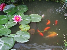 Pensiunea Sziklakert - alloggio in  Harghita Covasna, Sovata - Praid (31)