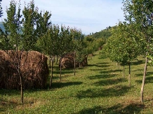 Pensiunea Chindris - accommodation in  Maramures Country (02)