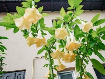 Pensiunea Bogdaneasa - cazare Gura Humorului, Voronet, Bucovina (72)