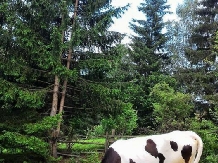 Casa Ileana - cazare Bucovina (06)