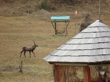 Pensiunea Mos Craciun - cazare Vatra Dornei, Bucovina (13)