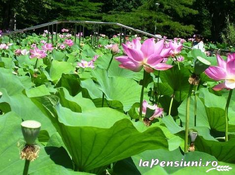 Pensiunea Casa Mignon - alloggio in  Baile Felix (Attivit&agrave; e i dintorni)