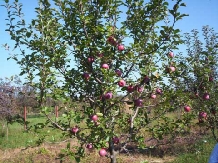 Pensiunea Randunica - alloggio in  Valle di Prahova (14)