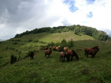 Pensiunea Totu'Bun - accommodation in  Apuseni Mountains, Motilor Country, Arieseni (38)