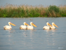 Casa de vacanta pentru tineret - alloggio in  Delta del Danubio (10)