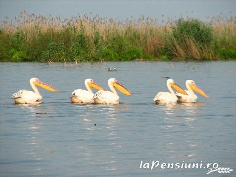 Casa de vacanta pentru tineret - cazare Delta Dunarii (Activitati si imprejurimi)