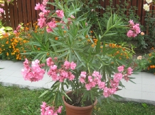 Pensiunea Eden - alloggio in  Valea Cernei, Herculane (54)