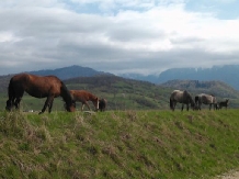 Vila Berzele - alloggio in  Rucar - Bran, Rasnov (02)