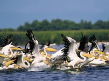 Pensiunea La Misu - alloggio in  Delta del Danubio (06)