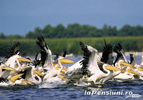 Pensiunea La Misu - alloggio in  Delta del Danubio (Attivit&agrave; e i dintorni)