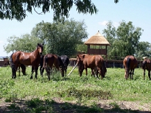 Pensiunea Aqua Villa - alloggio in  Delta del Danubio (08)