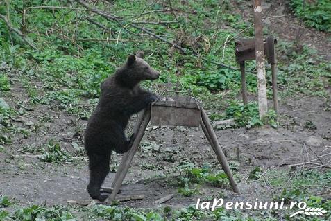 Coliba lui Zalmoxe - cazare Rucar - Bran, Piatra Craiului, Rasnov (Activitati si imprejurimi)