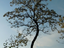 Belegania Oarja Villa - cazare Muntenia (05)