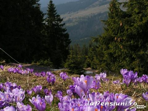 Cabana Ursu - alloggio in  Tara Maramuresului (Attivit&agrave; e i dintorni)