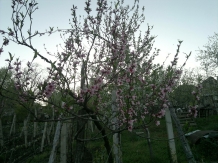 Casa Mirela - alloggio in  Apuseni (08)