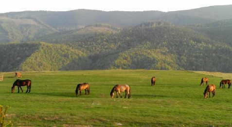 Casa de vacanta Orita - alloggio in  Dintorni di Sibiu (Attivit&agrave; e i dintorni)